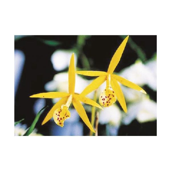 つくし工房 つくし び~看用写真ステッカー カトレア PH-19 1枚 184-9608（直送品）