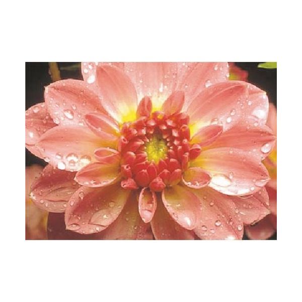 つくし工房 つくし び~看用写真ステッカー ダリア PH-26 1枚 184-9610（直送品）