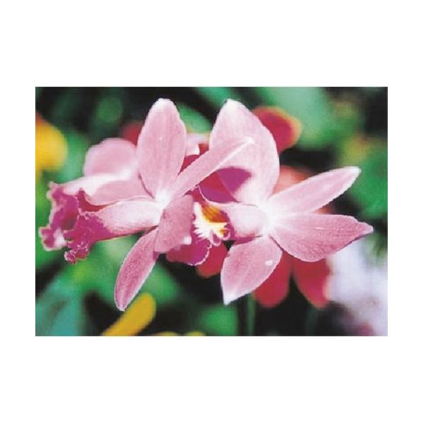 つくし工房 つくし び~看用写真ステッカー カトレア PH-15 1枚 184-6479（直送品）