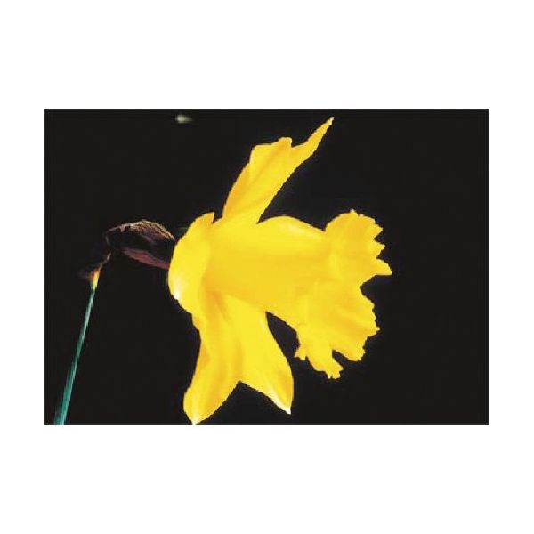 つくし工房 つくし び~看用写真ステッカー ラッパスイセン PH-10 1枚 184-8094（直送品）