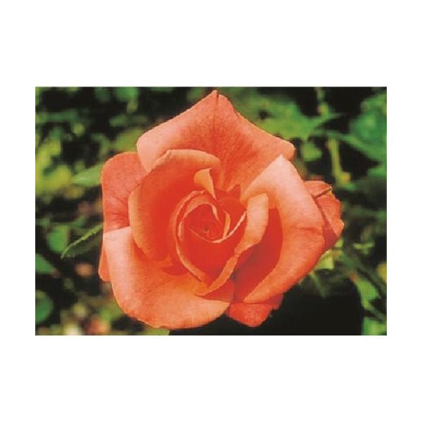 つくし工房 つくし び~看用写真ステッカー バラ PH-25 1枚 185-4367（直送品）