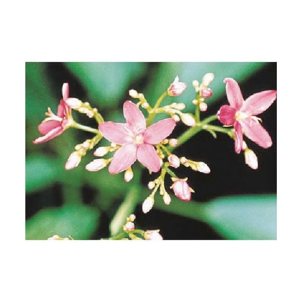 つくし工房 つくし び~看用写真ステッカー デンファレ PH-14 1枚 184-9593（直送品）