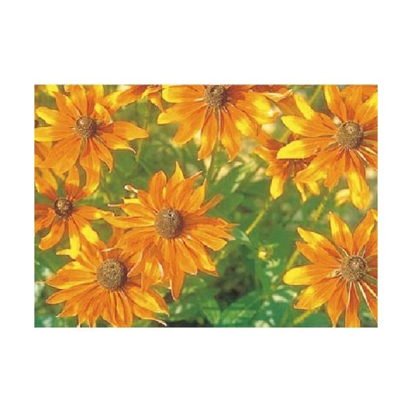 つくし工房 つくし び~看用写真ステッカー ジャノメギク PH-22 1枚 184-6427（直送品）