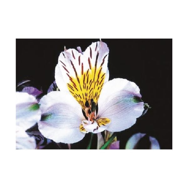 つくし工房 つくし び~看用写真ステッカー アストロメリア PH-13 1枚 184-6498（直送品）