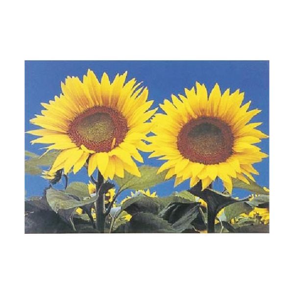 つくし工房 つくし び~看用写真ステッカー ヒマワリ PH-1 1枚 184-8082（直送品）