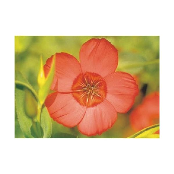 つくし工房 つくし び~看用写真ステッカー アマ(フラックス) PH-23 1枚 184-9595（直送品）