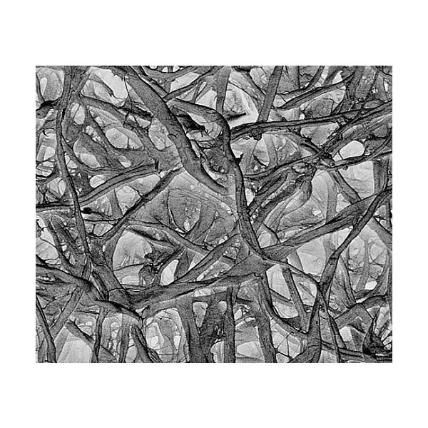 メルク Thick absorbent pad disc 34mm 100/Pk AP30034P0 100PK 1個(100個)（直送品）