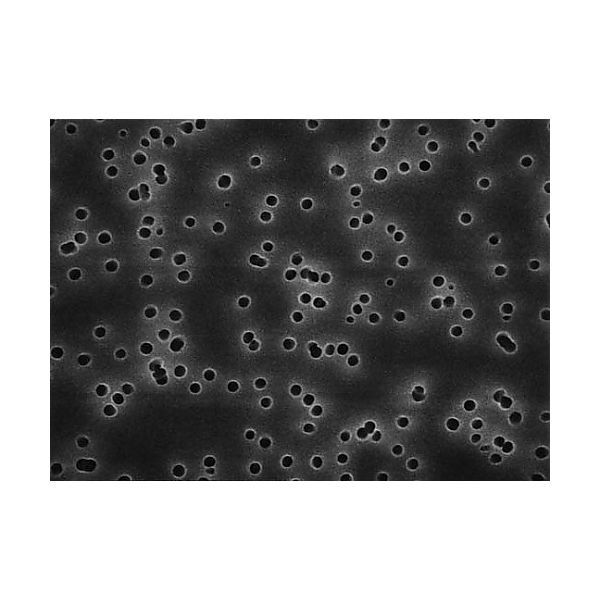 Isopore disc PC philic 0.4μm 13mm blk pln 100/Pk HTBP01300 100PK（直送品）