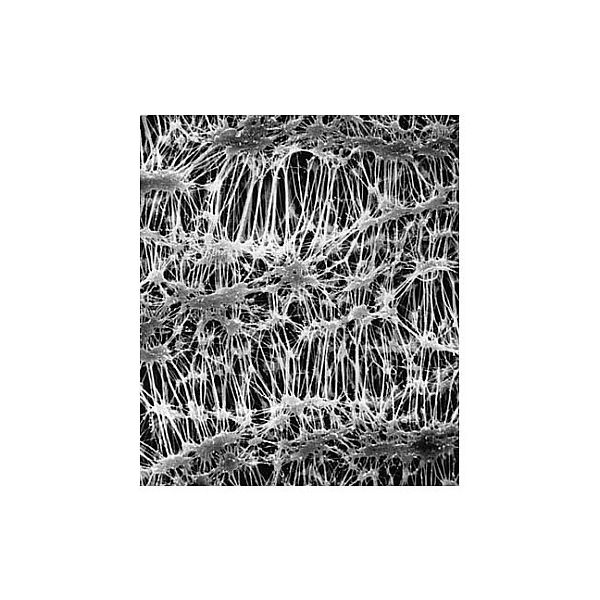 Fluoropore disc phobic 3.0μm 37mm wh pln w/pads 100/Pk FSLW03700 100PK（直送品）