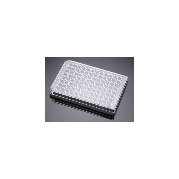 Falcon PureCoat アミン