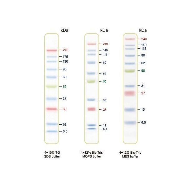 アズワン BLUltra Prestained Protein Ladder プロテインラダーマーカー PMB01-0500 1個（直送品）