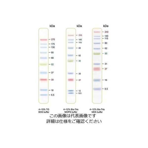 アズワン BLUltra Prestained Protein Ladder プロテインラダーマーカー PM001-0500 1個（直送品）