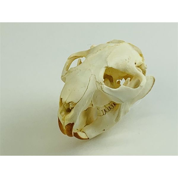 ナリカ 動物の頭骨標本 ビーバー (草食動物) L55-5020-02 1個