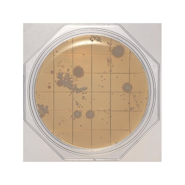 島津ダイアグノスティクス クリーンスタンプ25「ニッスイ」 SCD寒天(一般生菌数測定用) 30枚 06791 1箱(30枚)（直送品）