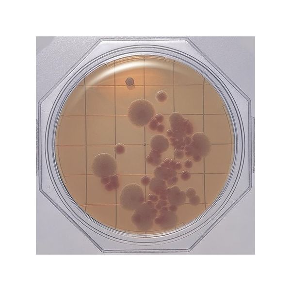 島津ダイアグノスティクス クリーンスタンプ25「ニッスイ」 CP加サブロー寒天(真菌用) 30枚 06795 1箱(30枚)（直送品）