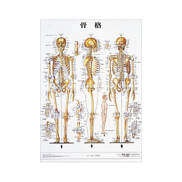 京都科学 人体解剖学チャート（ポスターサイズ） 骨格 01222001x2 1箱 