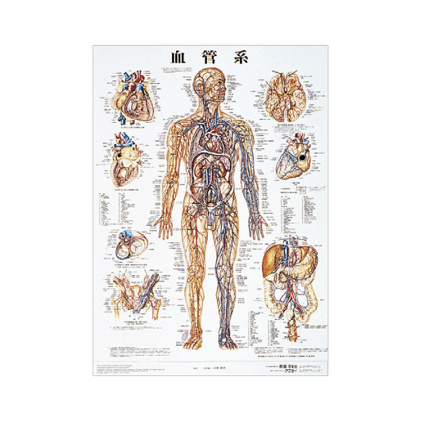 京都科学 人体解剖学チャート（ポスターサイズ） 血管系 01222002x2 1