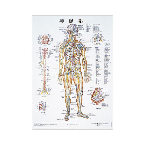 京都科学 人体解剖学チャート（ポスターサイズ） 神経系 01222004x2 1 