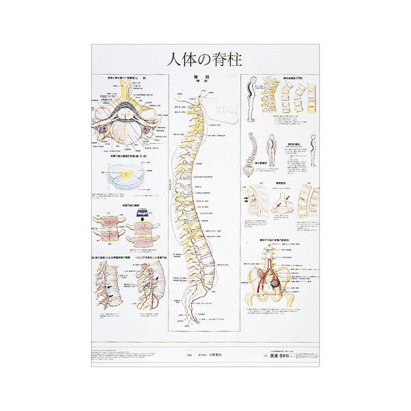 京都科学 人体解剖学チャート（ポスターサイズ） 人体の脊柱 01222012x2 1箱（2枚入） 11-2230-00-12（直送品） - アスクル