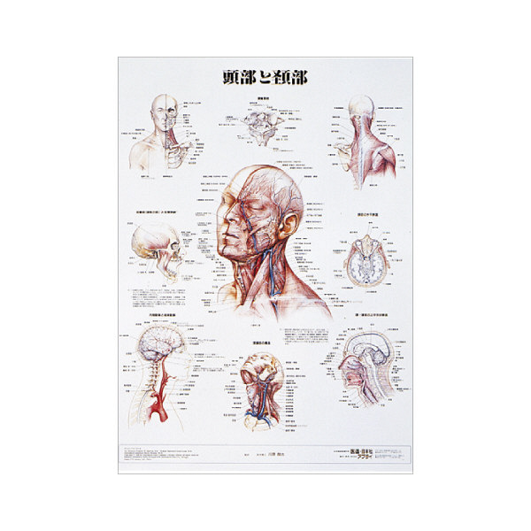 京都科学 人体解剖学チャート（ポスターサイズ） 頭部と頸部 