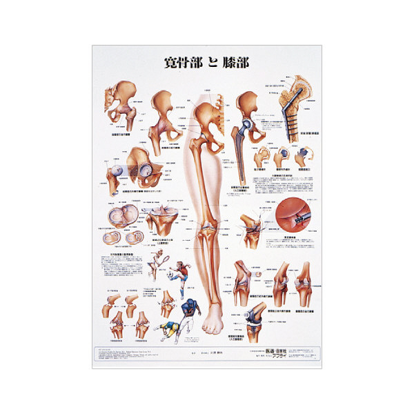 京都科学 人体解剖学チャート（ポスターサイズ） 寛骨部と膝部 01222015x2 1箱（2枚入） 11-2230-00-15（直送品） - アスクル