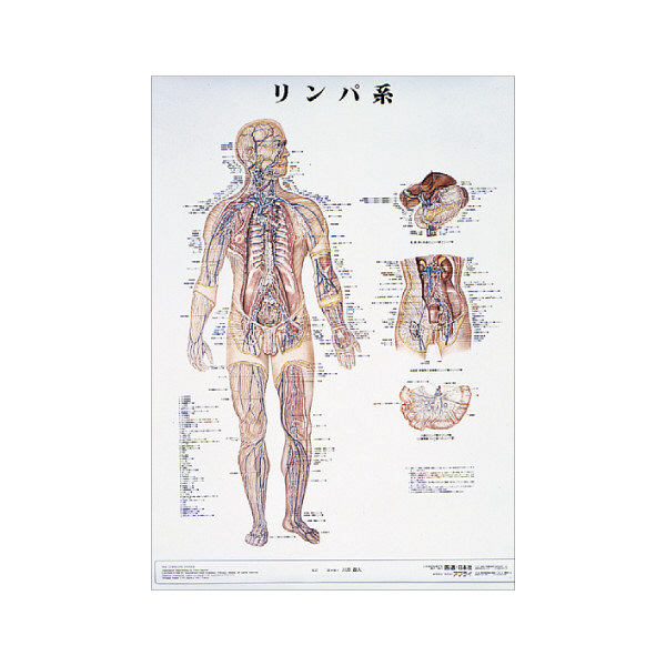 京都科学 人体解剖学チャート（ポスターサイズ） リンパ系 01222016x2 1箱（2枚入） 11-2230-00-16（直送品） - アスクル