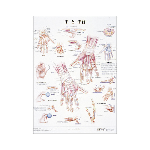 京都科学 人体解剖学チャート（ポスターサイズ） 手と手首 01222027x2