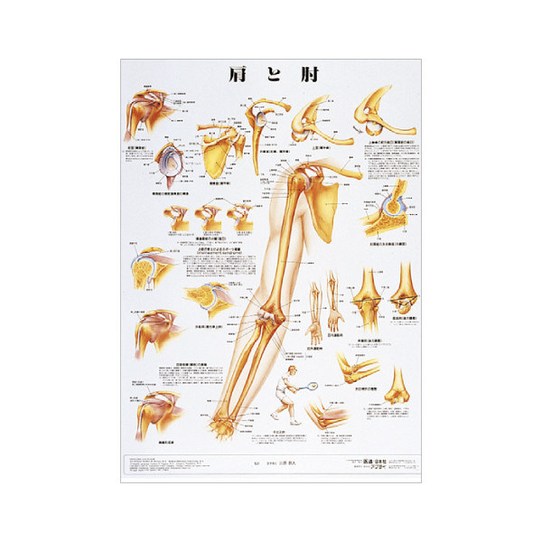 京都科学 人体解剖学チャート（ポスターサイズ） 肩と肘 01222029x2 1