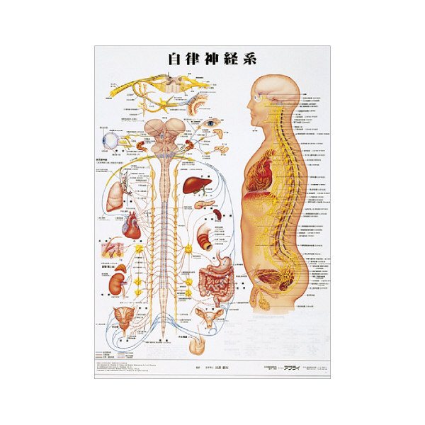 京都科学 人体解剖学チャート（ポスターサイズ） 自律神経系 
