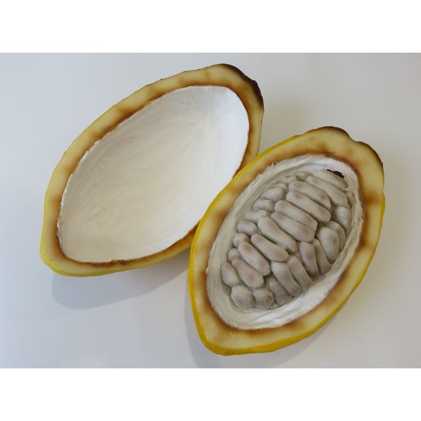 食品サンプル】 果物専科 カカオの実(中身見せ)割タイプ 3101