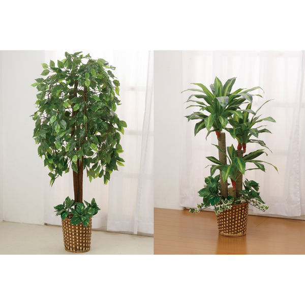 ファミリー・ライフ 人工観葉植物 2点セット（ベンジャミン&幸福の木） 幅700×奥行200×高さ1400mm（直送品）
