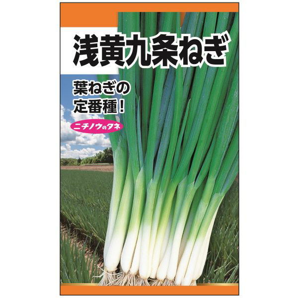 九条ネギ長ネギ農薬不使用除草剤無し - 野菜