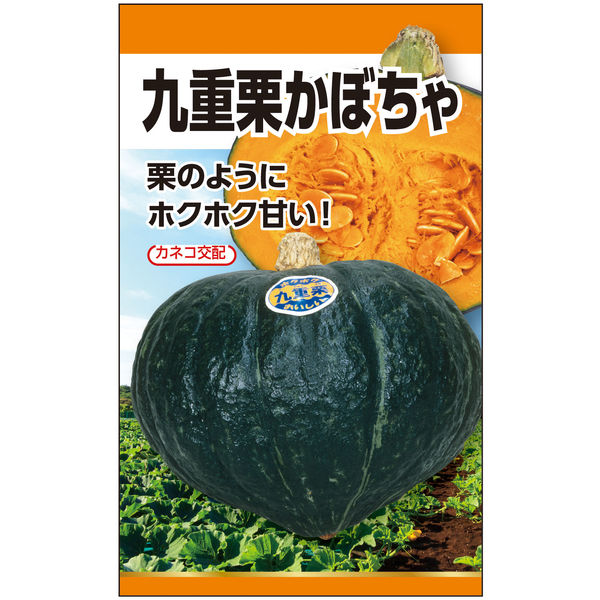 87かぼちゃ🎃2/15アコスタマルシェA33.34 (@pumpkin6non) / X