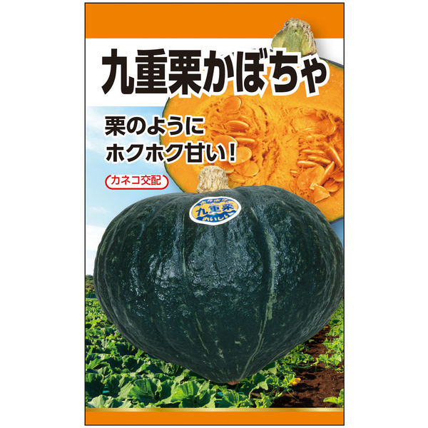 ニチノウのタネ カネコ交配 F1九重栗（カボチャ） 日本農産種苗 4960599170705 1セット（3袋入）（直送品）