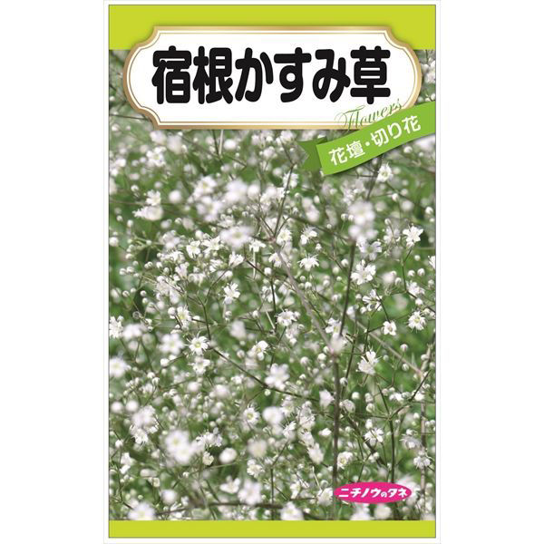 ニチノウのタネ 宿根かすみ草 日本農産種苗 4960599311085 1セット（5袋入）（直送品）