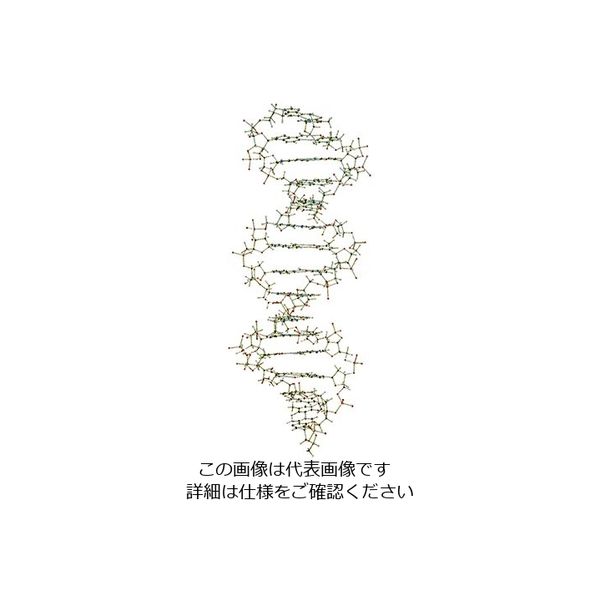 日本スリービー・サイエンティフィック DNA・RNA分子模型 教育用 吊下げ型DNA分子模型組立キット W19800 1セット（直送品）