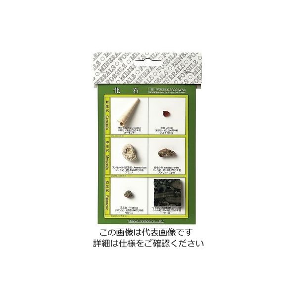 東京サイエンス 化石標本(化石標本6種) 3-654-01 1セット（直送品）