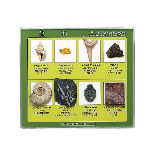 東京サイエンス 化石標本(化石標本8種) 3-654-02 1セット（直送品）