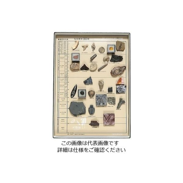 東京サイエンス 化石標本(化石標本30種) 3-654-05 1セット（直送品）