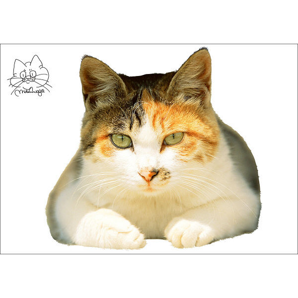 東京ステッカー かわいい 猫 写真 岩合光昭「ねこウォールステッカー03」SS TSー0083ーASS （直送品）