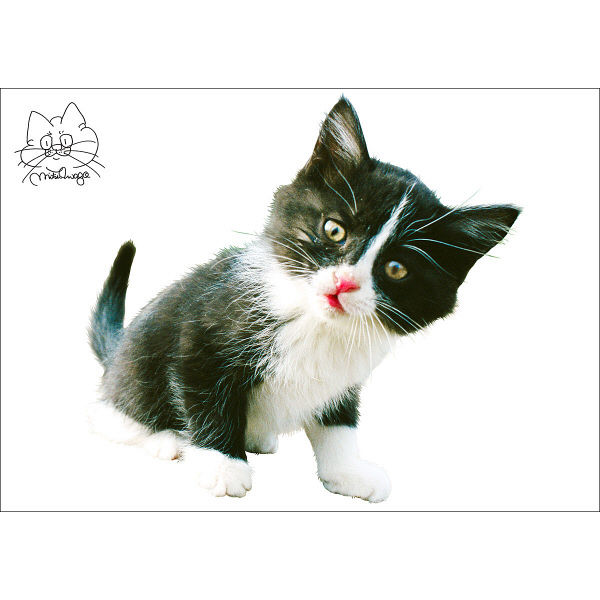 東京ステッカー かわいい 猫 写真 岩合光昭「ねこウォールステッカー06」SS TSー0086ーASS （直送品）