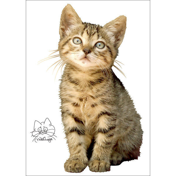 東京ステッカー かわいい 猫 写真 岩合光昭「ねこウォールステッカー10」SS TSー0090ーASS （直送品）