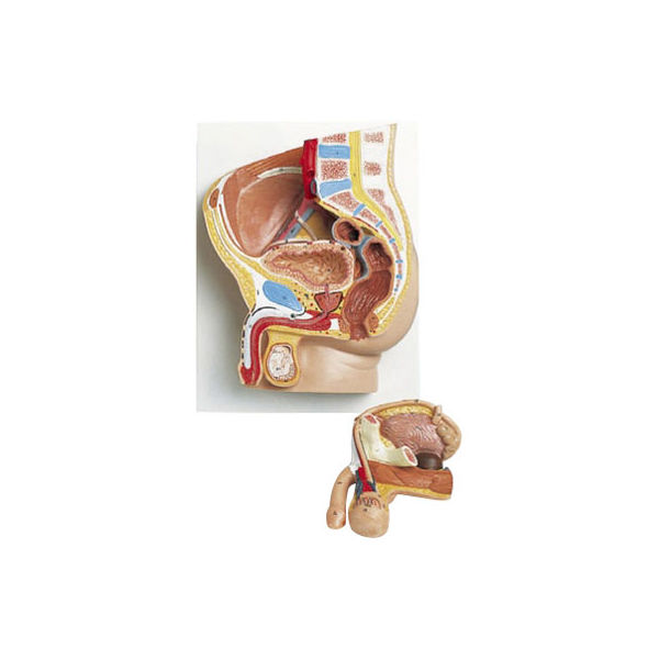 京都科学 骨盤内臓器モデル（男性・2分解） 11-2185-01（直送品）
