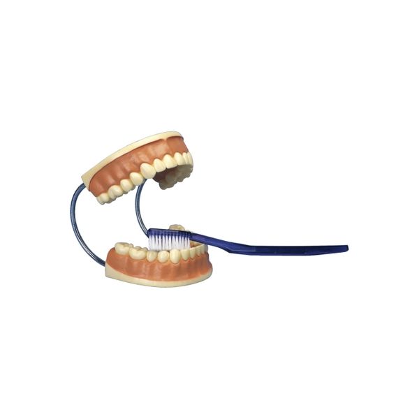 京都科学 歯磨き指導用モデル 11-2220-00（直送品）