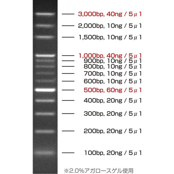 ケニス DNAラダーマーカー 100bp 31550791 1個（100回分入）（直送品）
