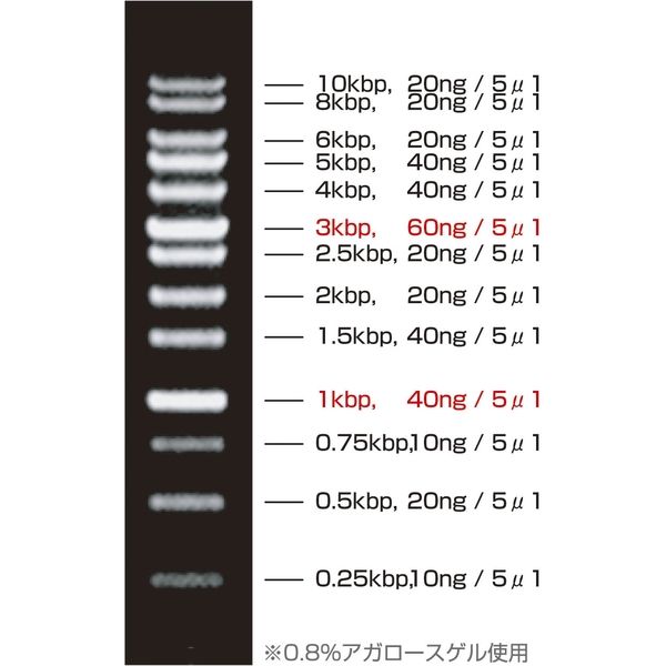 ケニス DNAラダーマーカー 1kbp 31550792 1個（100回分入）（直送品）
