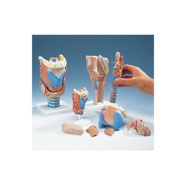 京都科学 喉頭モデル G22 （9X9X14CM） 20-4523-0103（直送品）