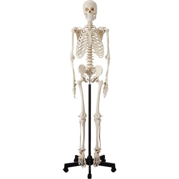 ケニス 人体骨格模型 HS 31600137 1個 - アスクル