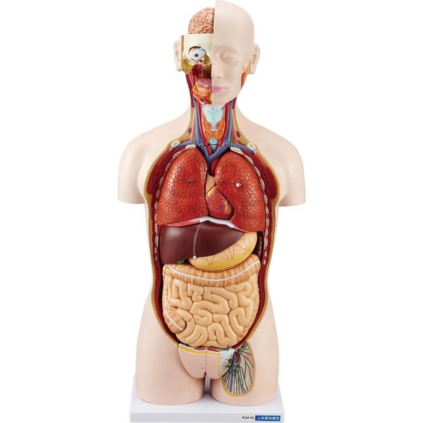 ヴィンテージ 内田洋行 京都科学 人体模型 解剖 内臟 学校教材 理科