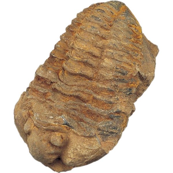 【理科実験教材】ケニス 化石標本 三葉虫 フレキシカリメネ 11470901 1個（直送品）